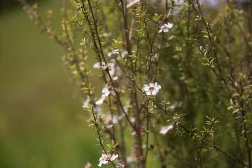 The Mānuka Bush