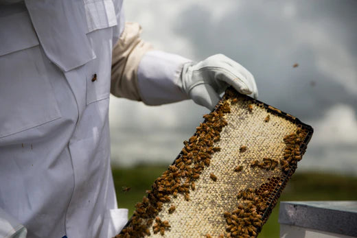 Manuka honey and bee welfare – what should you know before choosing a brand?